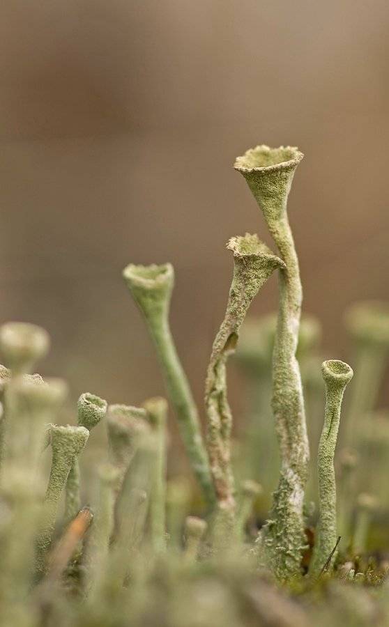 макро, лишайник, кладония, Юлия