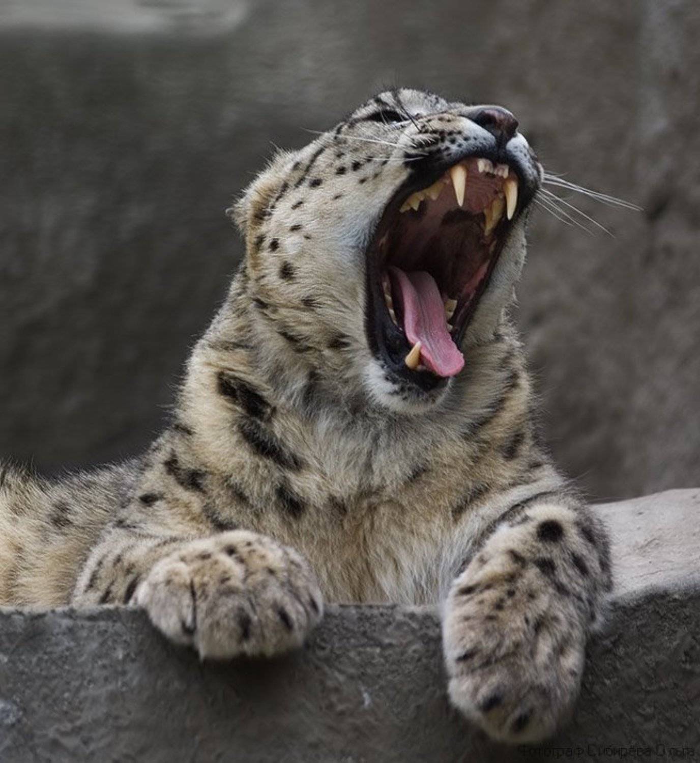 , Ольга Сибирёва