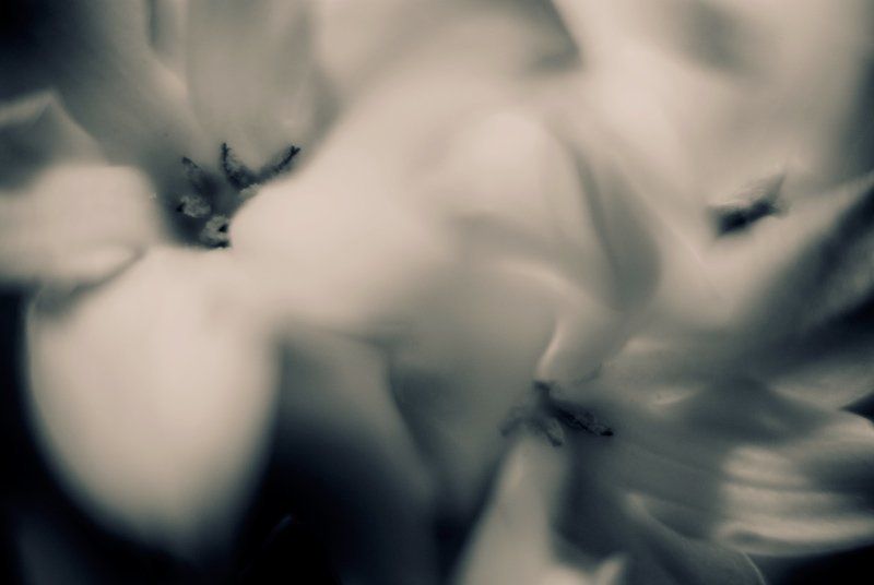 L\'arome de la jacinthe 2/2 фото превью