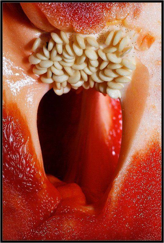 макро,цвет,красный, Качурин Алексей