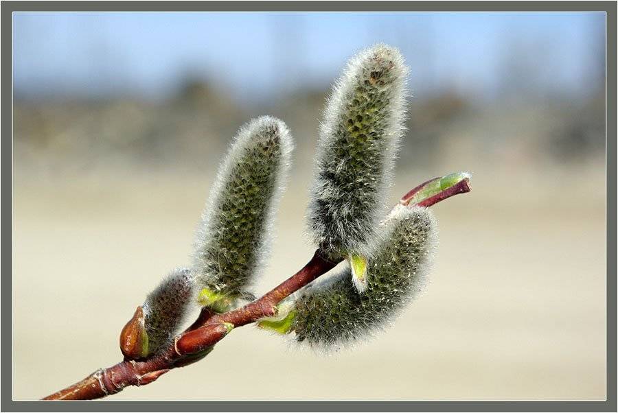 верба, Солодухин Виктор
