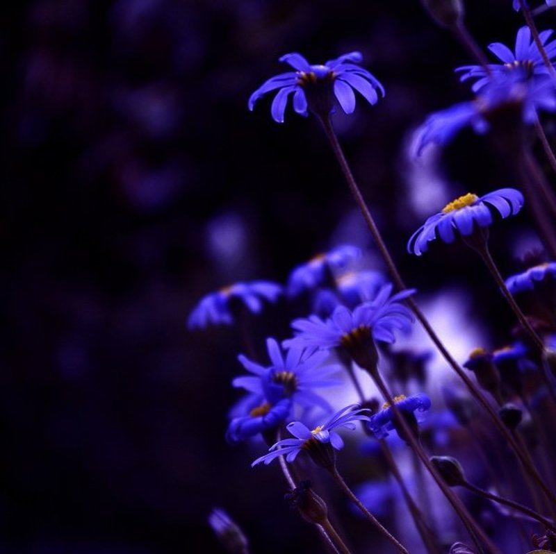 ### фото превью