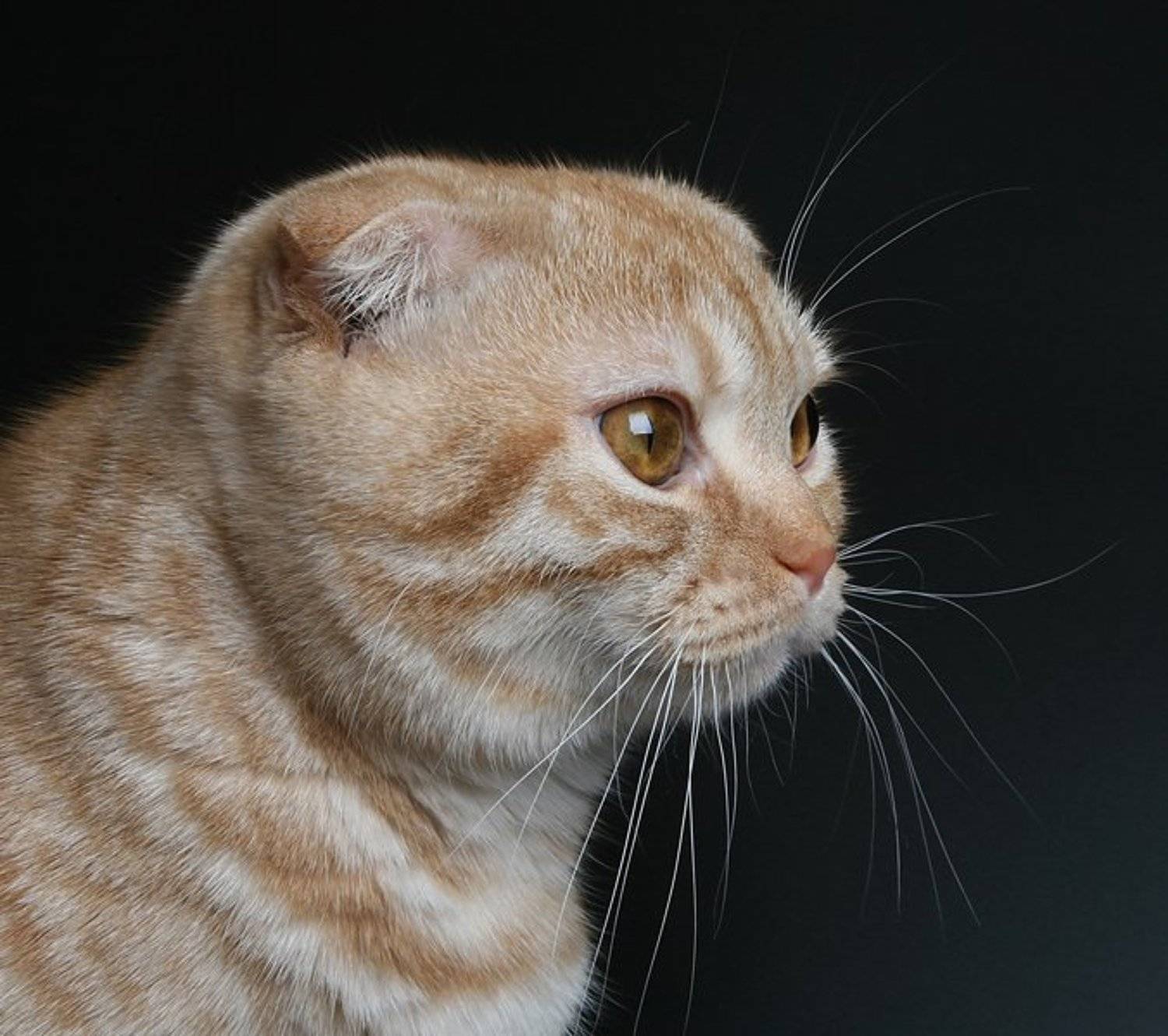 кот, британский вислоухий, Lelya