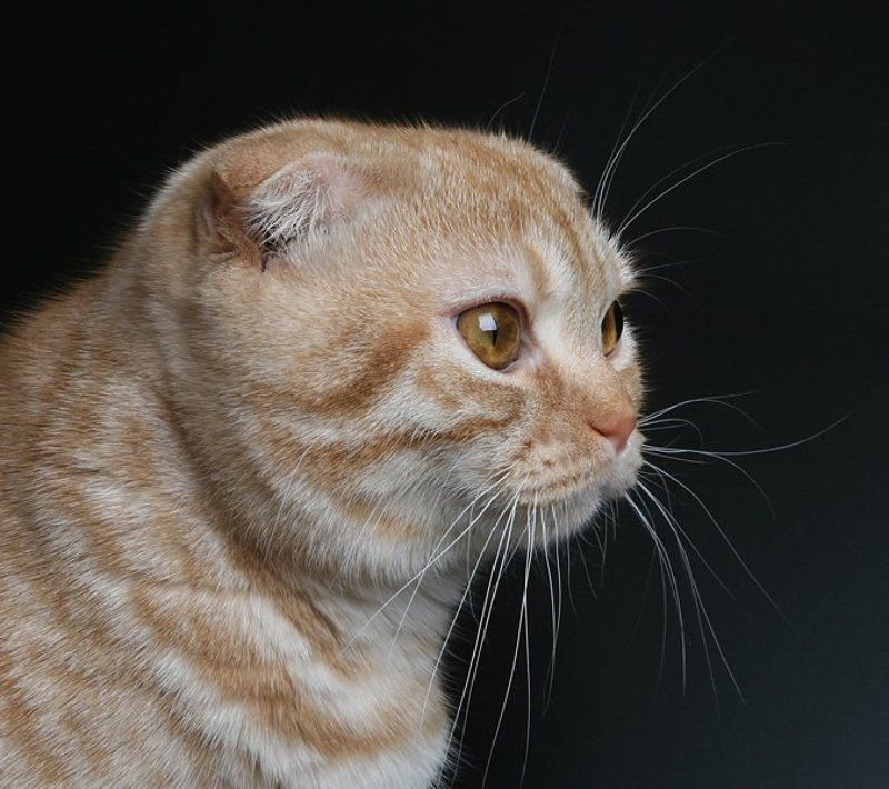 кот, британский вислоухий *** фото превью