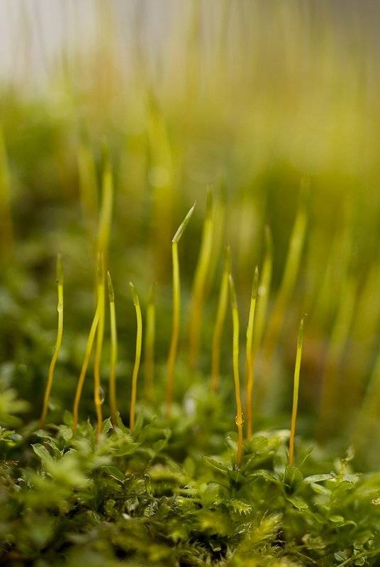 макро, мох, Юлия