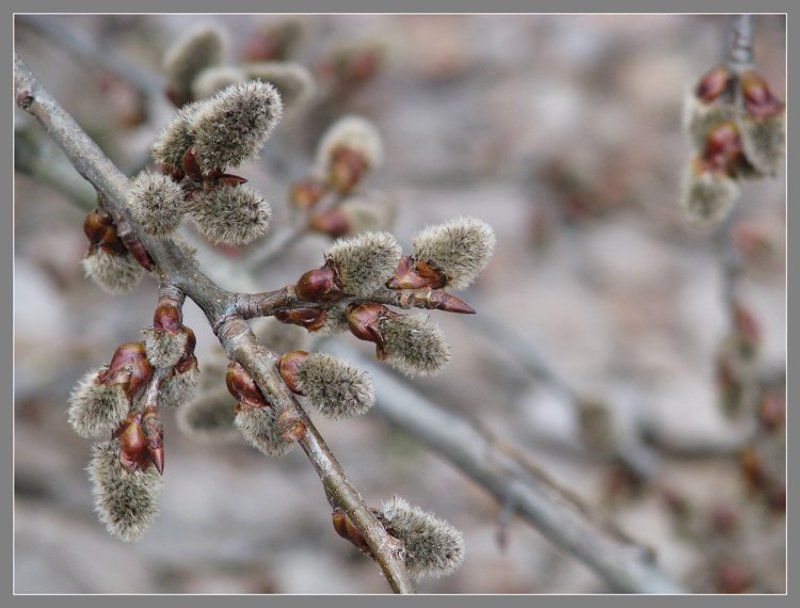 вербное, воскресенье Вербное воскресенье! фото превью