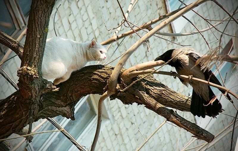 Aliens vs Predator фото превью