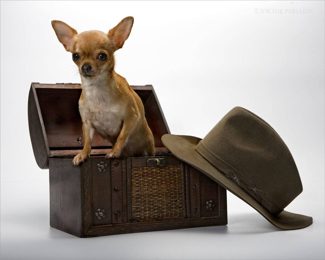 , Виктор Перякин