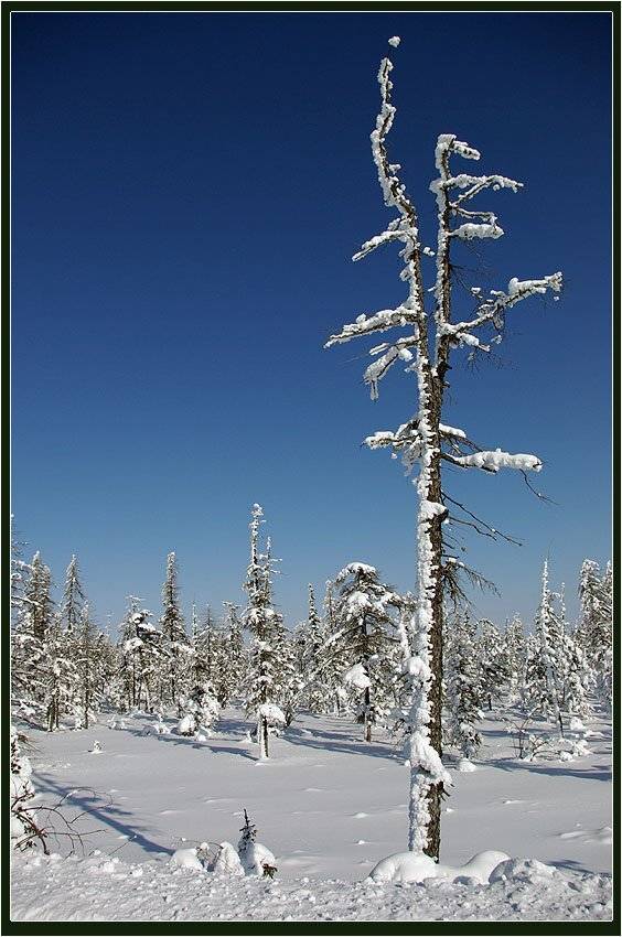 тайга, зима, Солодухин Виктор