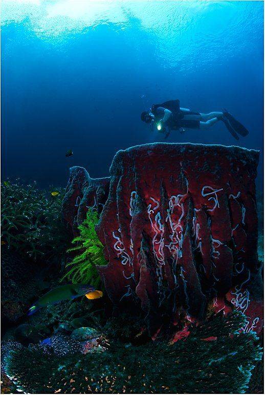 симиланы, губка, Сергей Шанин