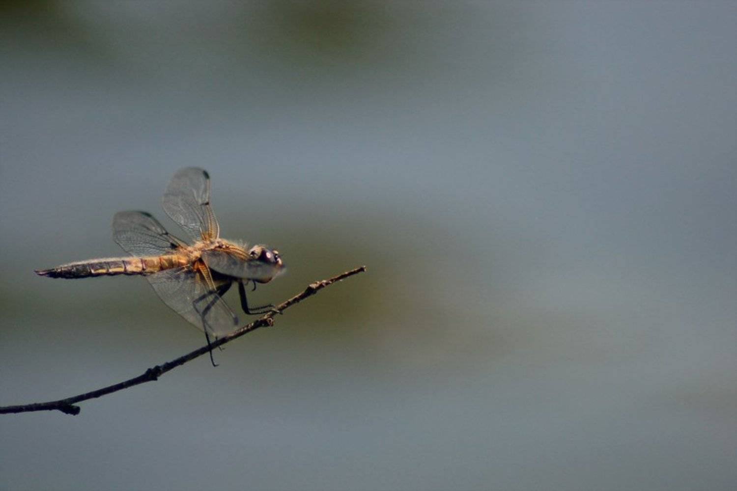 стрекоза, макро, озеро, sevat