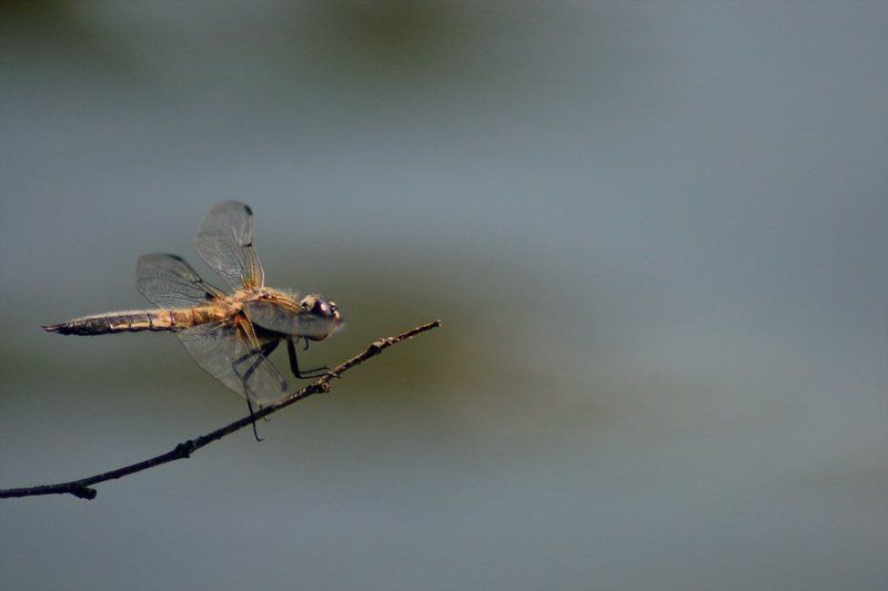 стрекоза, макро, озеро На взлет фото превью