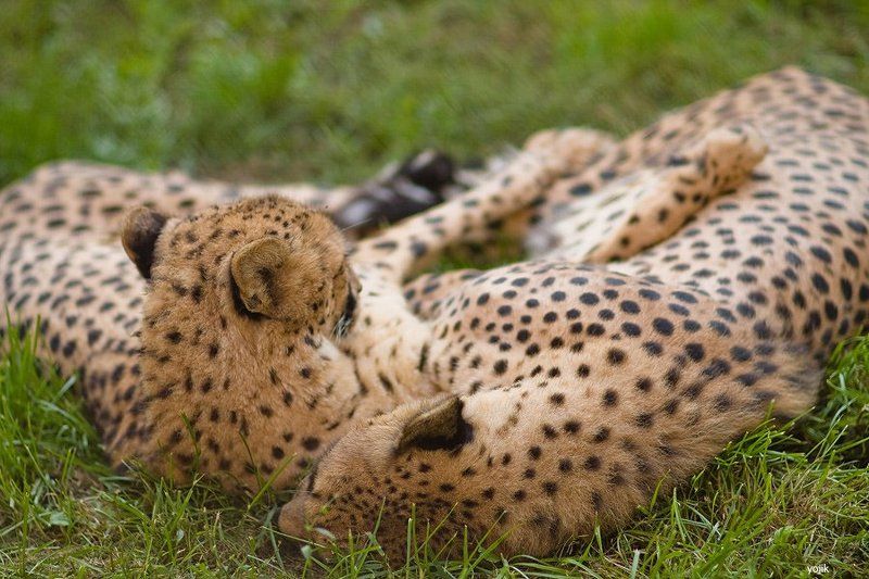 Вечно спящее царство=) фото превью