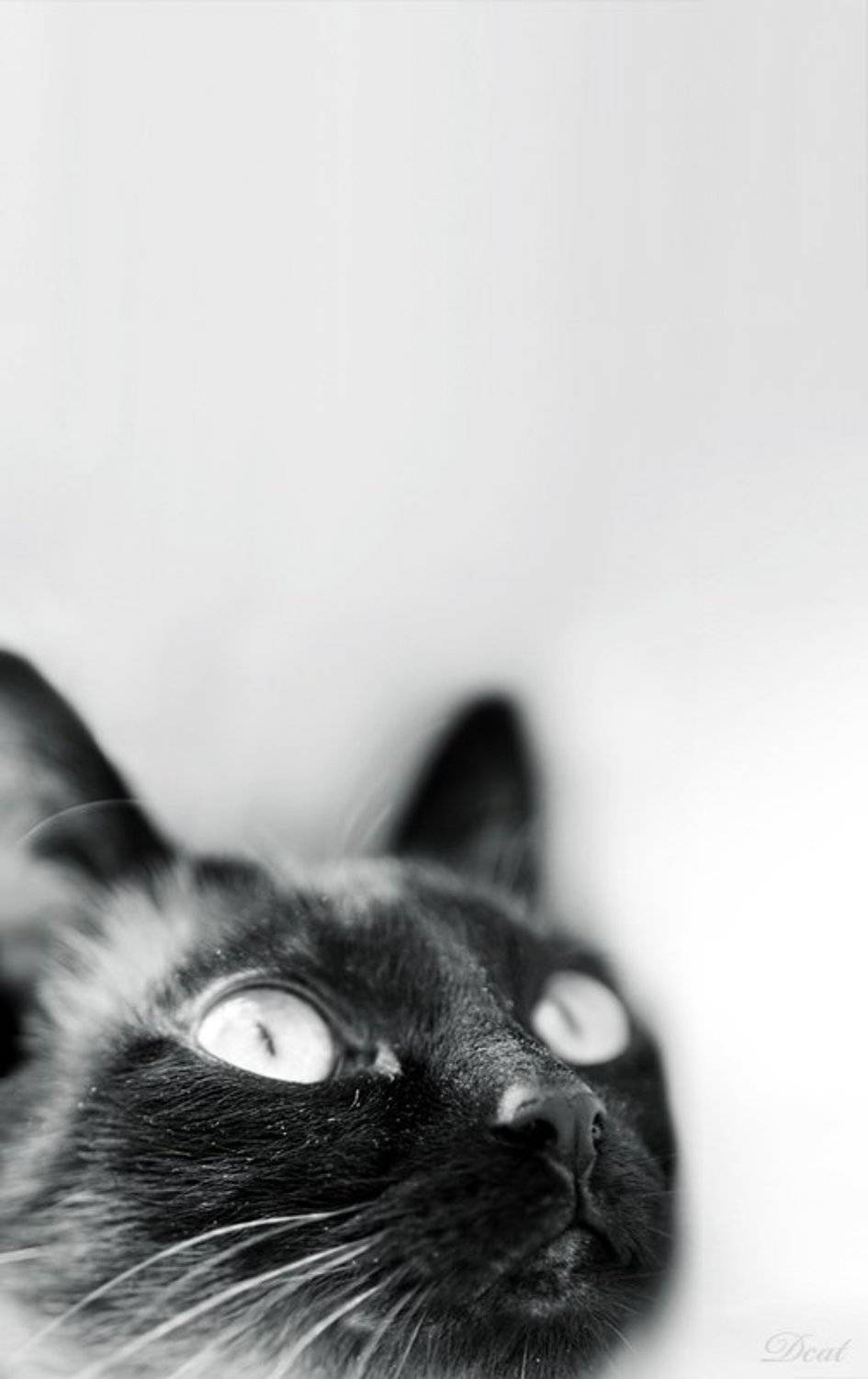 кошка,  мечты, сиамка, пыльная, Darn Cat