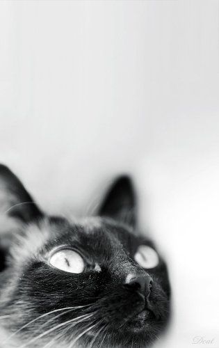 Dust Cat