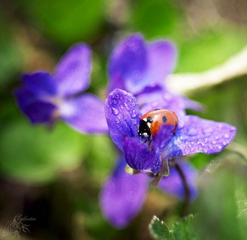 макро, цветы, божья, коровка, фиолетовый, красный, весна Большой мир для Маленькой Коровки.) фото превью