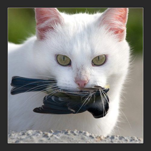 Белая и пушистая