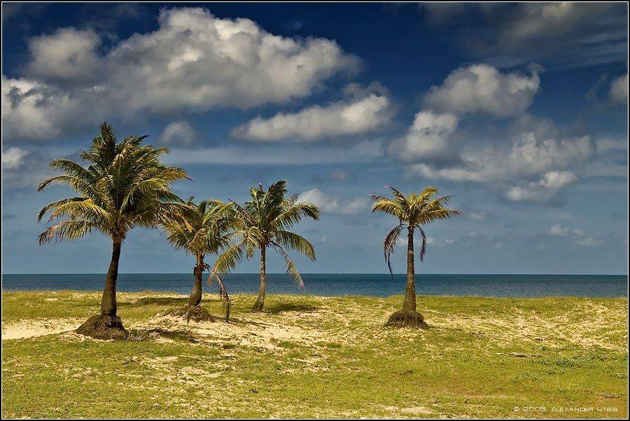 пальмы,кокосы,море,берег,облака, Александр Лицис
