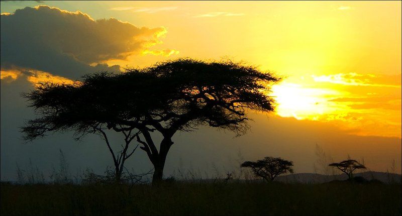 танзания, серенгети *** фото превью