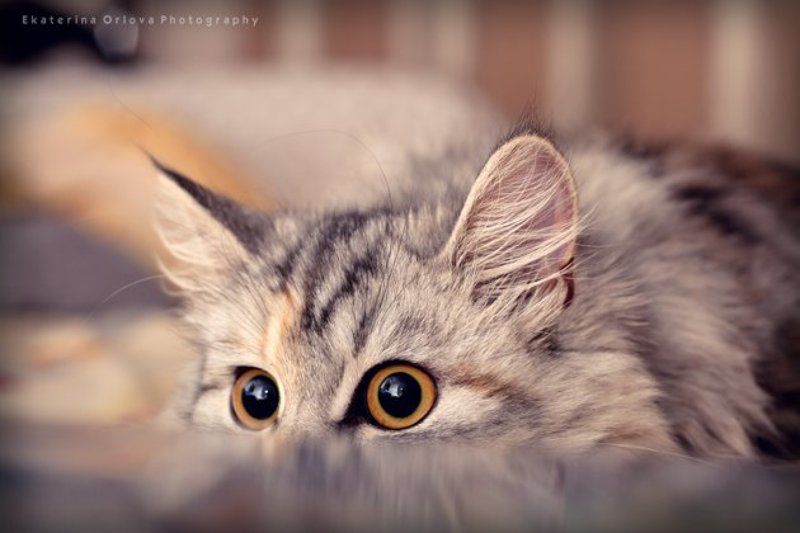 ...а оттуда вот такие большие глаза! фото превью