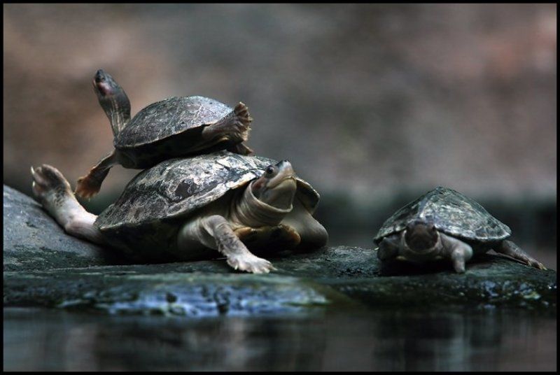 Па деде из балета \