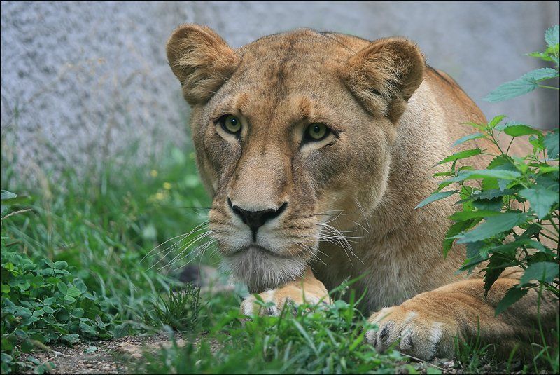 Вижу цель фото превью