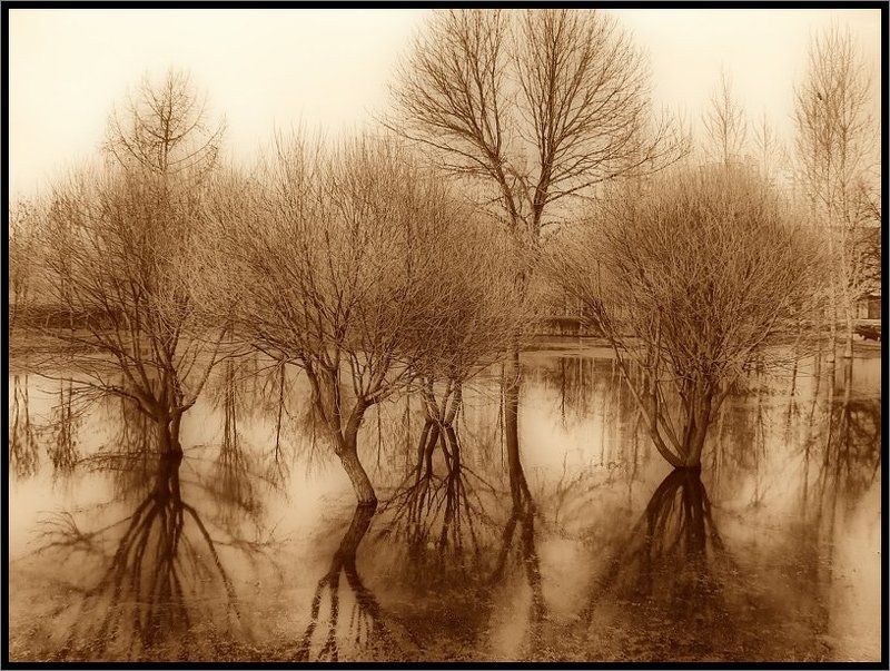 Лес в воде 2 фото превью