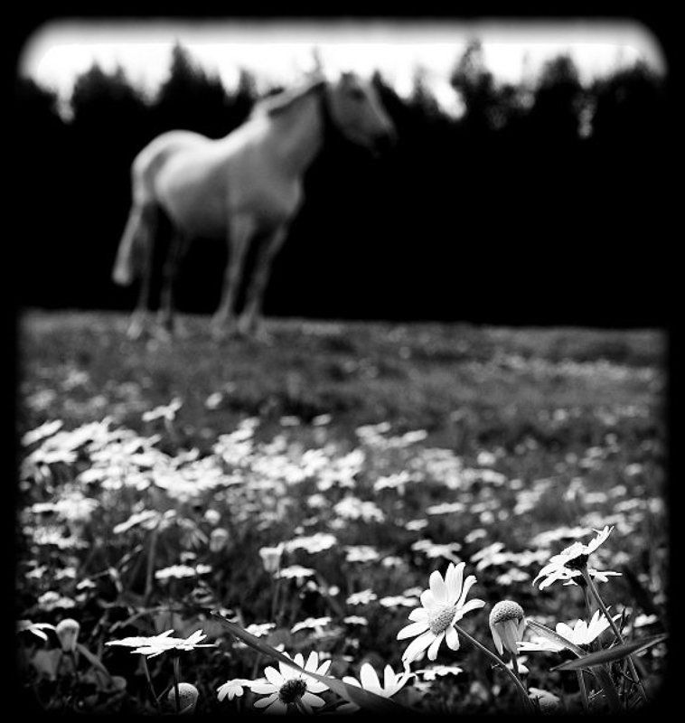 ### фото превью