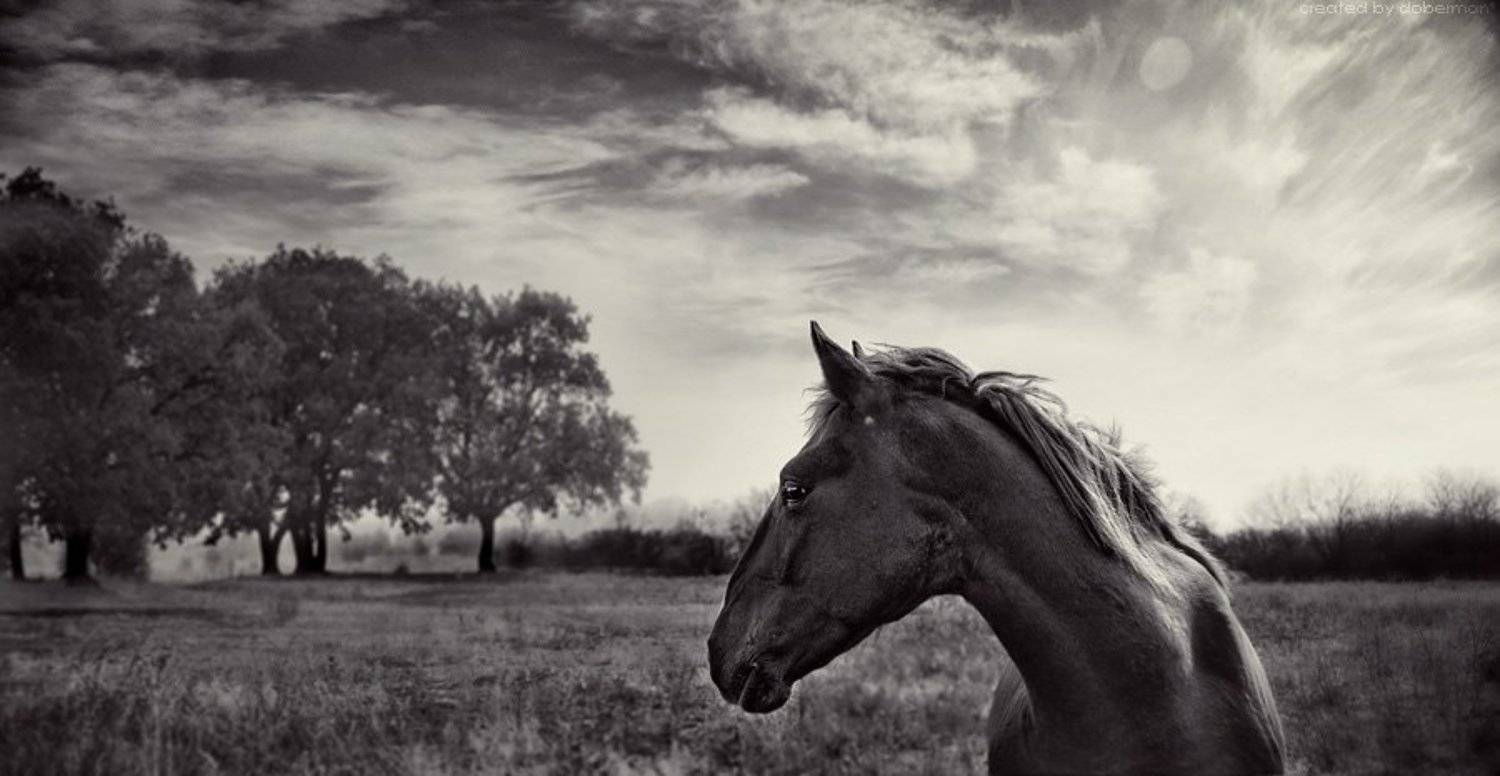 , Денис Богомолов