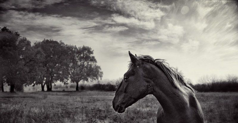 Грация фото превью