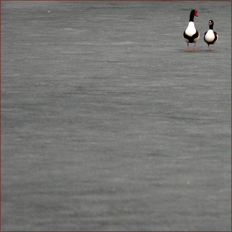 гусь, гусыня, лёд, снег, беседа, , простор, уединение Разговор о главном фото превью