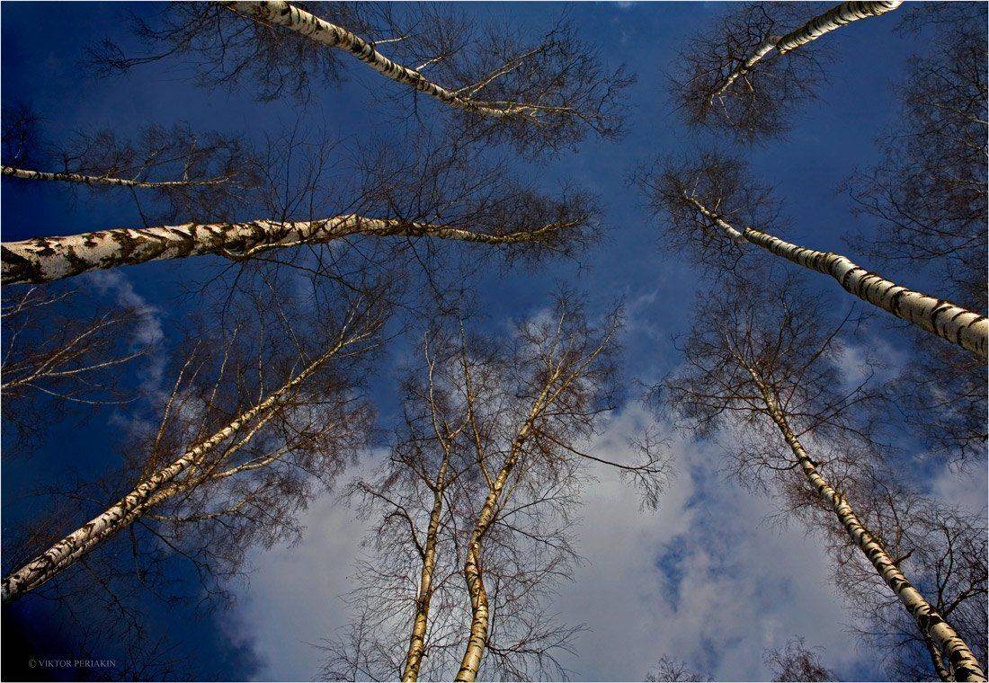весна, небо, березы, солнце, Виктор Перякин