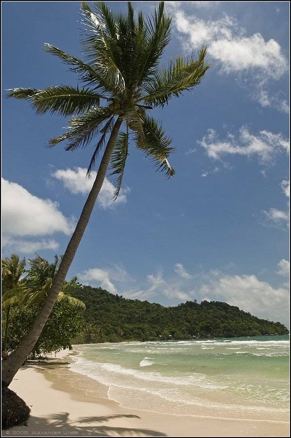 море,берег,пляж,пальма,облака, Александр Лицис
