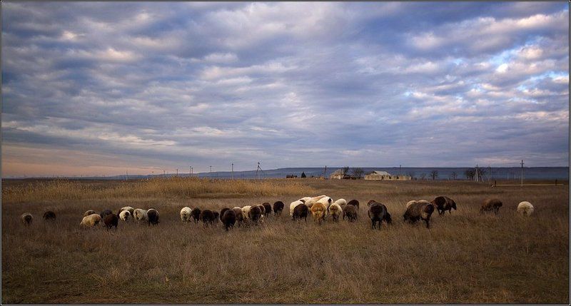 отара овец или вечер,возвращение домой.. фото превью