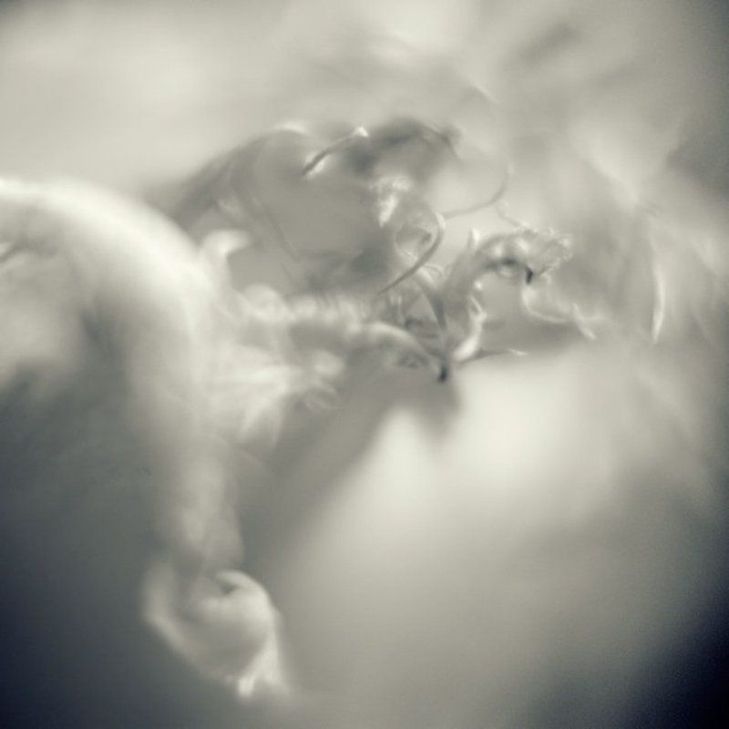 tulipe фото превью