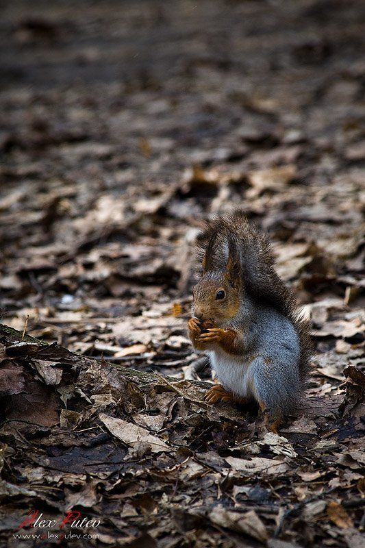 весна,белка,парк Что смотришь? Видишь я обедаю ... фото превью