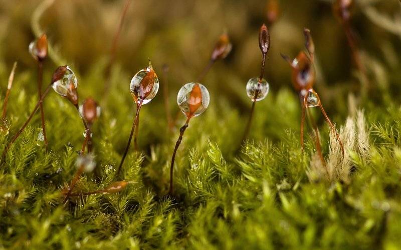 мох, макро, капли, Юлия