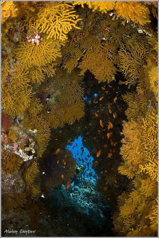 зайцев, обучение, подводной, фотографии, , красное, море, пещерка Cave фото превью