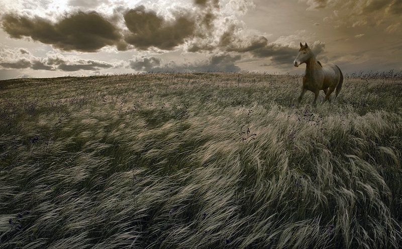 комп-арт, ковыль, конь, свобода, воля Свобода фото превью
