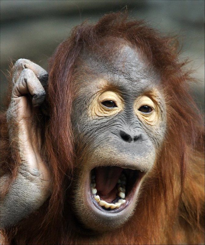 Алло,гараж! фото превью