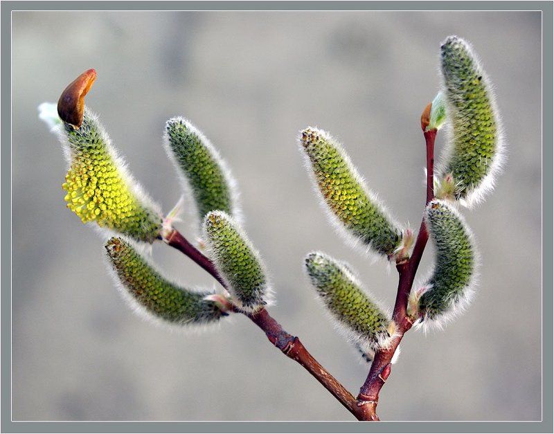 ивняк Ивняк фото превью