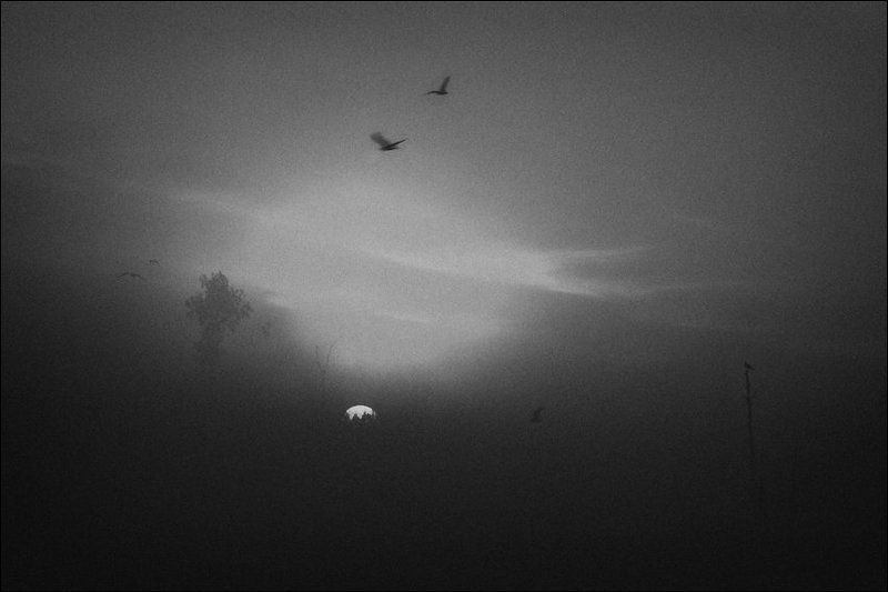 Рассветная болотная картинка с деревьями, чайками и солнцем в густом тумане фото превью