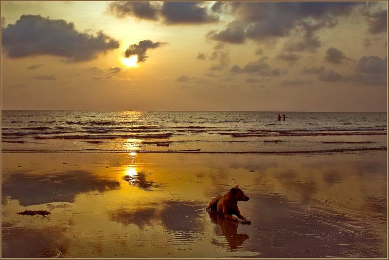 таиланд, ко чанг, волна, закат, собака Вечер на Чанге фото превью