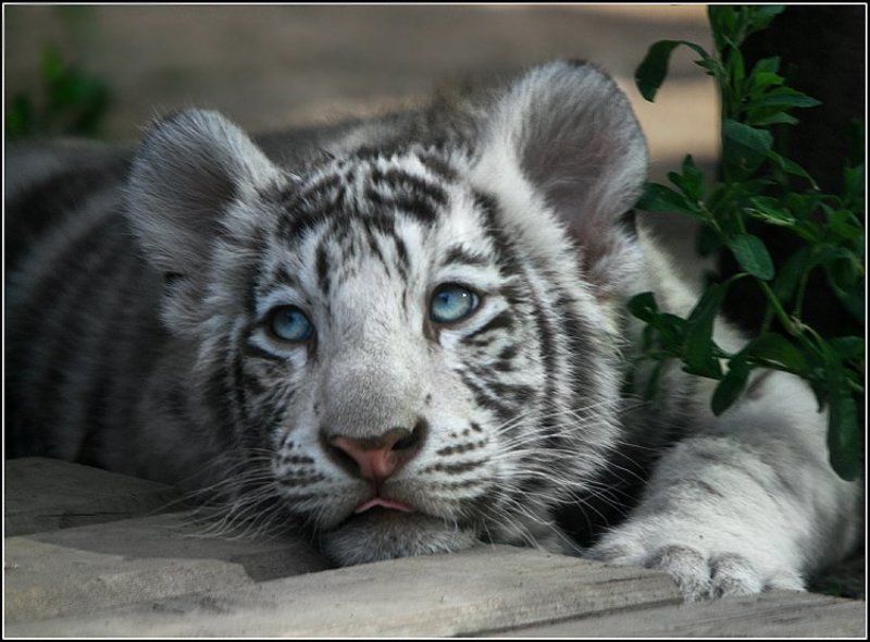Мечтая фото превью