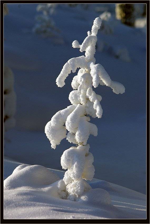 лиственница, иней, Солодухин Виктор