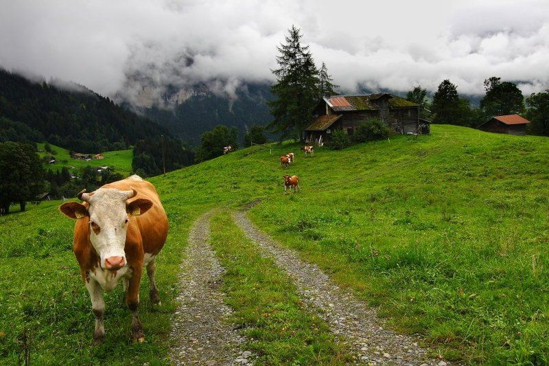 Альпы фото превью