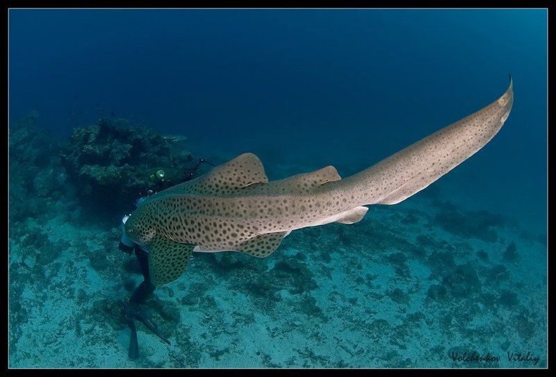 фото нападение на дайвера... фото превью