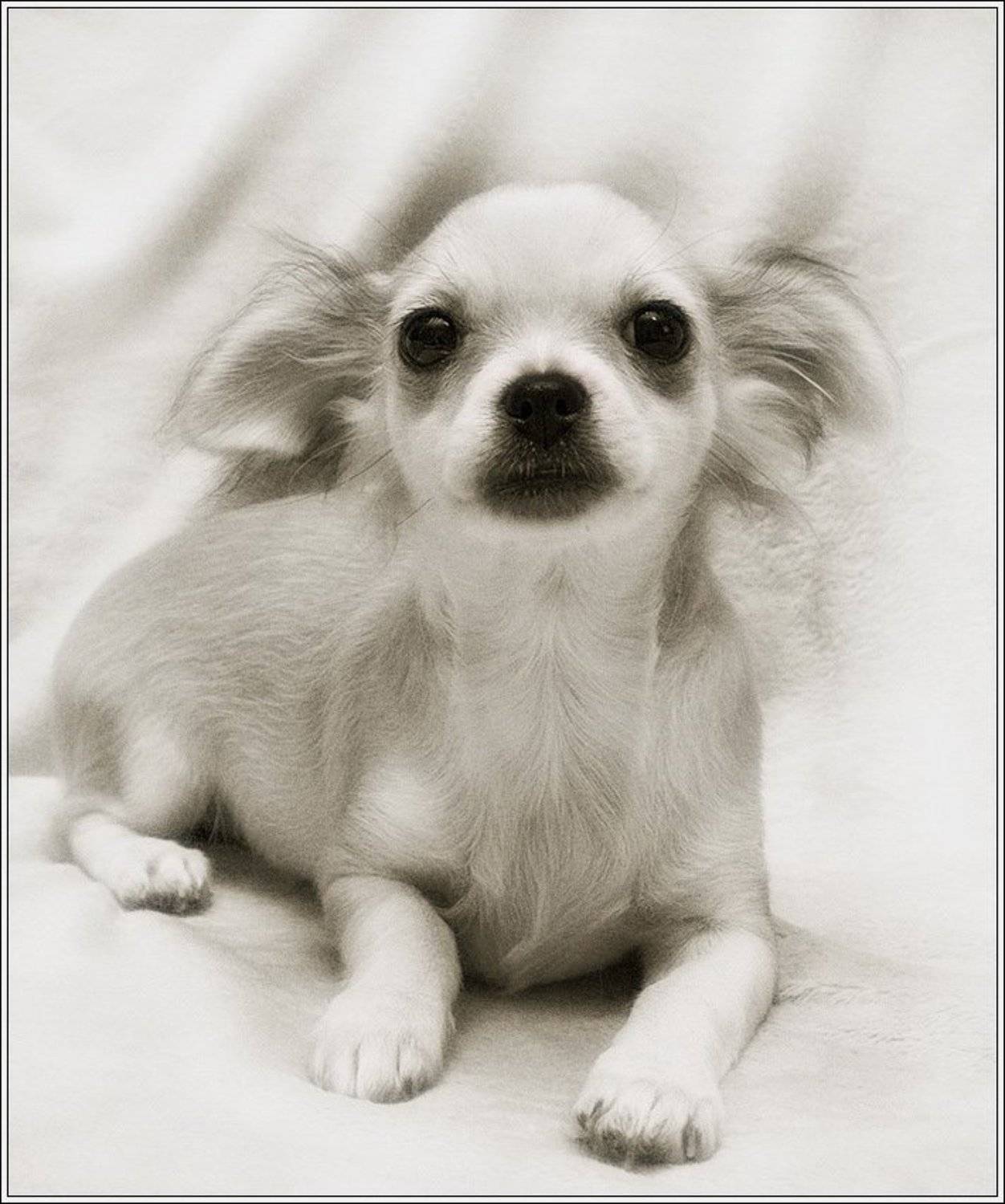 , Коломиец Алексей