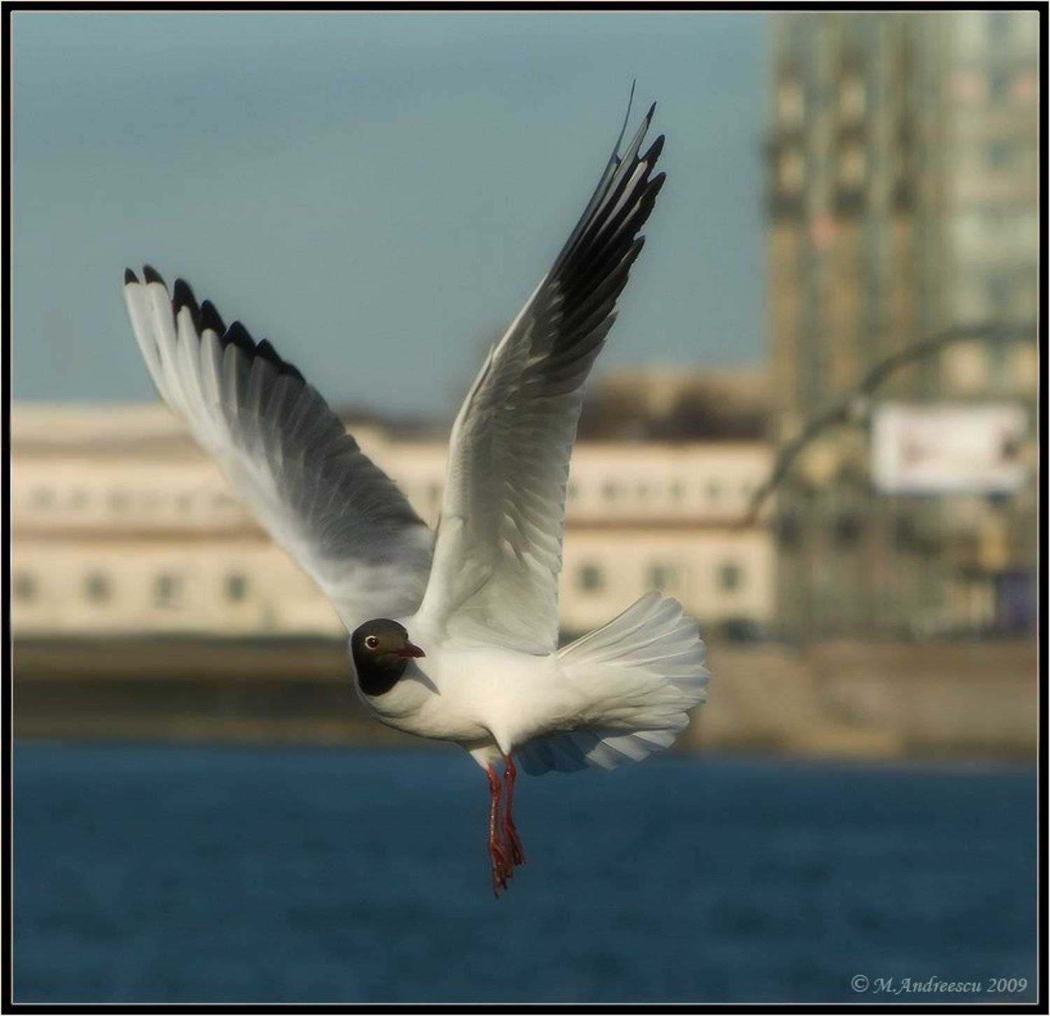 чайка, птица, птицы, пернатые, Михаил Андриеску