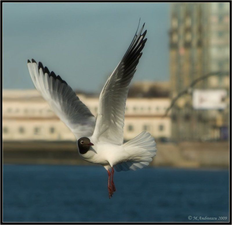 чайка, птица, птицы, пернатые Невское болеро (Этюд №1) фото превью